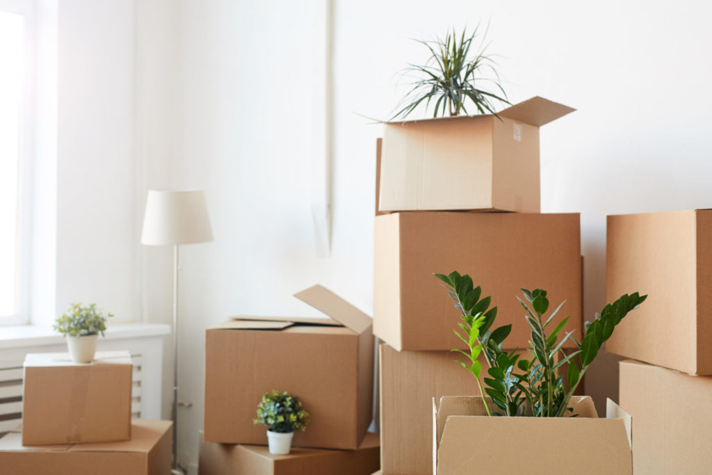 a room with boxes and plants